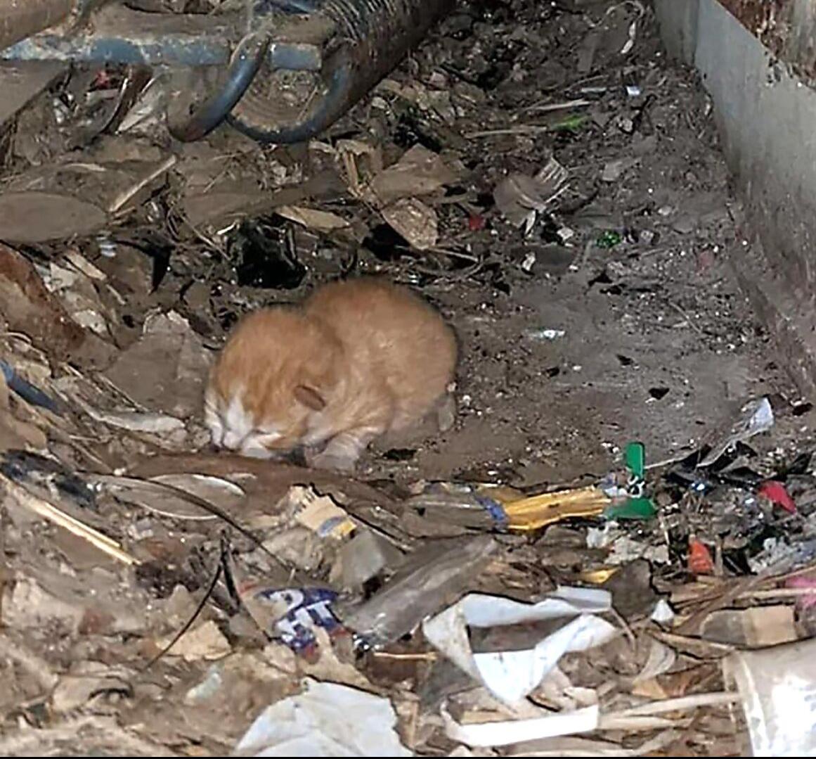 Rescued kittens 4